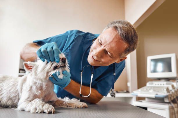 Best Emergency Root Canal Treatment in Bend, OR